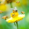 Pollinisation par les animaux Pollinisation par les animaux